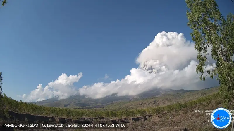 Gunung Lewotobi Laki-Laki di Flores Timur NTT masih terus bergejolak hingga hari ini, Senin (11/11/2024). (Harianwarga.id/Dok PVMBG)