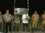 Gubernur NTT Panen Raya Bersama Kelompok Tani di Sumba Timur