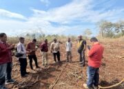 Gerakan Menanti Hujan, Bupati Tuaq Ubah Hutan Tidur Wuakerong Jadi Lahan Pertanian