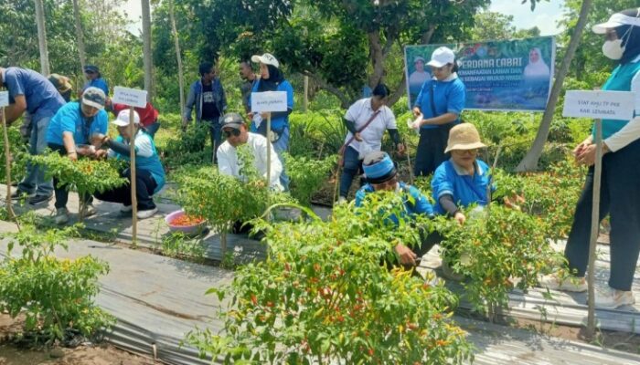 Bupati Kanis Tuaq Apresiasi Peran PKK Kendalikan Inflasi dan Berdayakan Keluarga Lewat Panen Perdana Cabai