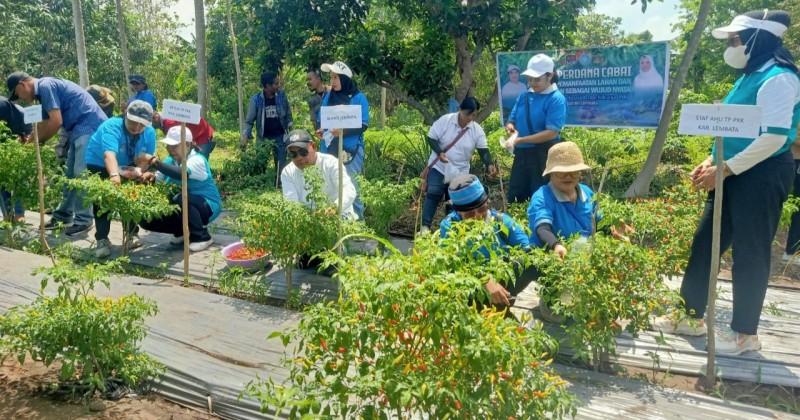 Bupati Kanis Tuaq Apresiasi Peran PKK Kendalikan Inflasi dan Berdayakan Keluarga Lewat Panen Perdana Cabai. Foto: Istimewa.