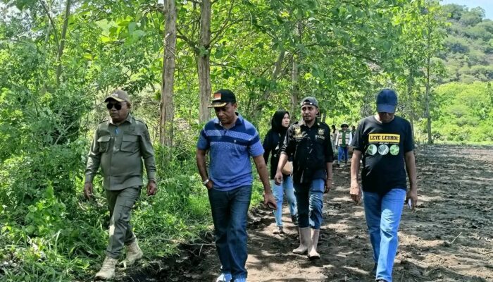 Dorong Produktivitas Purna Migran dan Petani Lokal Lewat Lahan Ekspansi, Bupati Lembata Tanam Jagung Hibrida Di Desa Tapobaran