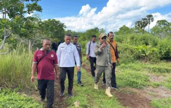 Bupati Lembata Pantau Langsung Pengembangan Ternak di Pasir Putih. Foto: Istimewa.