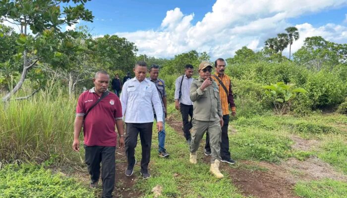 Dorong Perubahan Pola Beternak, Bupati Lembata Pantau Langsung Pengembangan Ternak di Pasir Putih