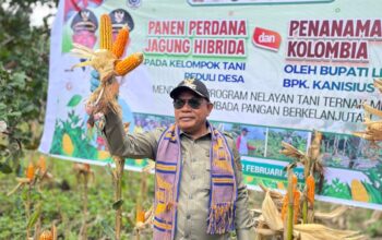 Bupati Lembata, Petrus Kanisius Tuaq dalam panen dan penanaman kopi Columbia. Foto: Istimewa.