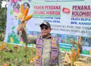 Dari Ladang Paubokol, Harapan Itu Tumbuh: Kelompok Tani Peduli Paubokol Panen Jagung Bersama Bupati Lembata