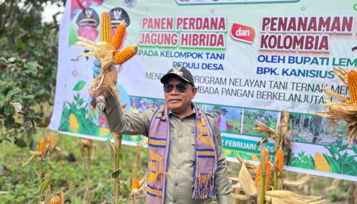 Dari Ladang Paubokol, Harapan Itu Tumbuh: Kelompok Tani Peduli Paubokol Panen Jagung Bersama Bupati Lembata