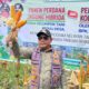 Dari Ladang Paubokol, Harapan Itu Tumbuh: Kelompok Tani Peduli Paubokol Panen Jagung Bersama Bupati Lembata
