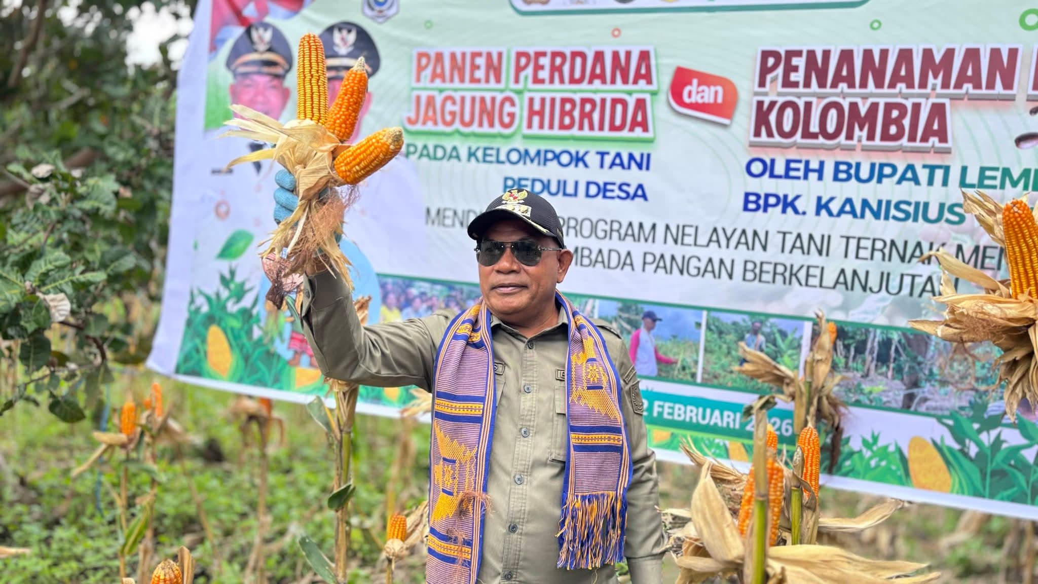 Bupati Lembata, Petrus Kanisius Tuaq, melakukan panen perdana jagung hibrida sekaligus penanaman perdana kopi Columbia bersama Kelompok Tani Peduli Paubokol, Kamis (12/02/2026). Foto: Istimewa.