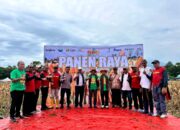 Wakil Bupati Lembata H. Muhamad Nasir Hadiri Panen Raya Jagung PT. SMJ di Ile Ape. Foto: Istimewa.