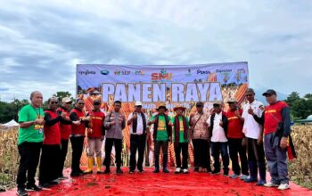 Wakil Bupati Lembata H. Muhamad Nasir Hadiri Panen Raya Jagung PT. SMJ di Ile Ape. Foto: Istimewa.