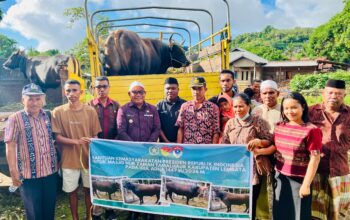 Pemerintah Salurkan Sapi Kurban ke Desa di Lembata, Wujud Kehadiran Negara Menjelang Idul Adha 1447 H. Foto: Istimewa.