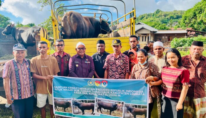 Pemerintah Salurkan Sapi Kurban ke Desa di Lembata, Wujud Kehadiran Negara Menjelang Idul Adha 1447 H