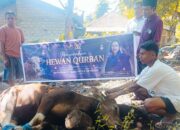 Penyembelihan Sapi Kurban Bantuan Julie Sutrisno Laiskodat Berlangsung Khidmat di Desa Kalikur. Foto: Istimewa.