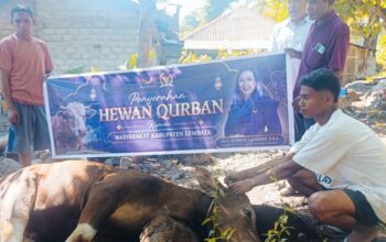 Penyembelihan Sapi Kurban Bantuan Julie Sutrisno Laiskodat Berlangsung Khidmat di Desa Kalikur. Foto: Istimewa.