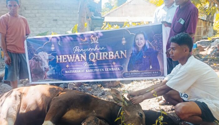 Penyembelihan Sapi Kurban Bantuan Julie Sutrisno Laiskodat Berlangsung Khidmat di Desa Kalikur