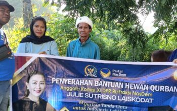 Fraksi NasDem Salurkan Sapi Kurban di Lembata, Julie Sutrisno Laiskodat Tekankan Solidaritas Sosial. Foto: Harian Warga.