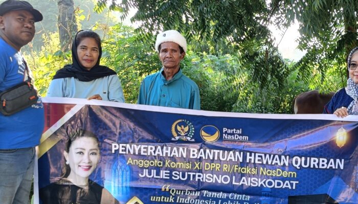 Fraksi NasDem Salurkan Sapi Kurban di Lembata, Julie Sutrisno Laiskodat Tekankan Solidaritas Sosial