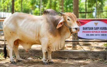Presiden Prabowo Salurkan 1.098 Sapi Kurban Idul Adha 1447 H Lewat Banpres. Foto: Istimewa.