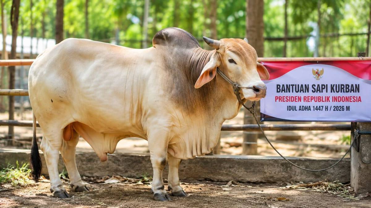 Presiden Prabowo Salurkan 1.098 Sapi Kurban Idul Adha 1447 H Lewat Banpres. Foto: Istimewa.
